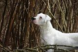 DOGUE ARGENTIN 499